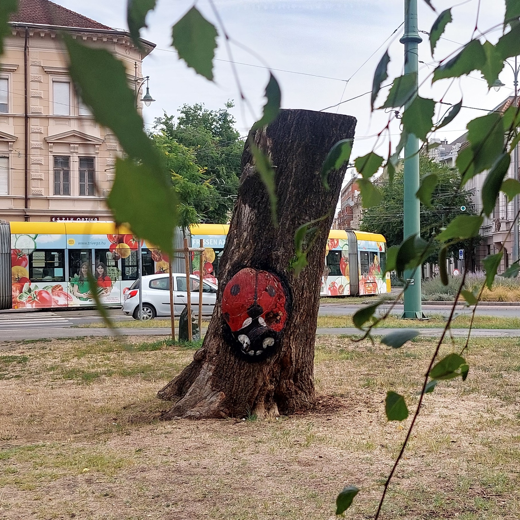 Szegedi katicás fa Szegedi katicás fa